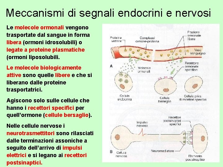 Meccanismi di segnali endocrini e nervosi Le molecole ormonali vengono trasportate dal sangue in