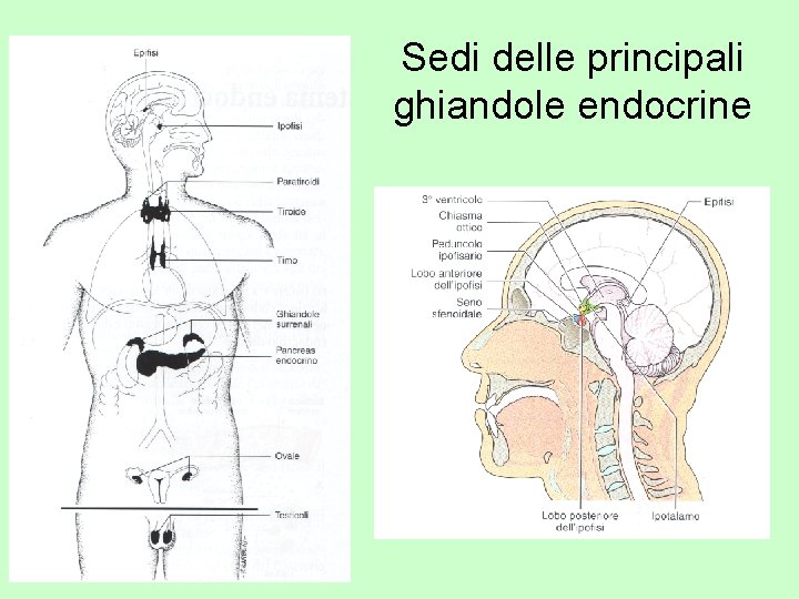 Sedi delle principali ghiandole endocrine 