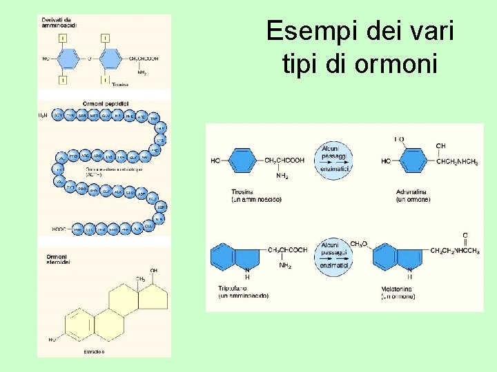 Esempi dei vari tipi di ormoni 