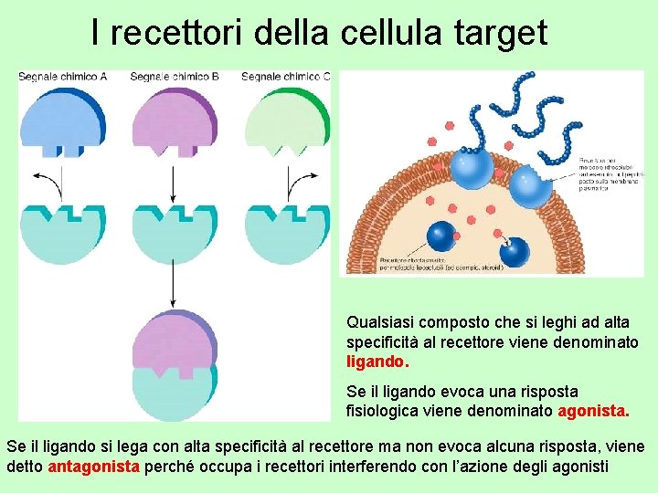 I recettori della cellula target Qualsiasi composto che si leghi ad alta specificità al