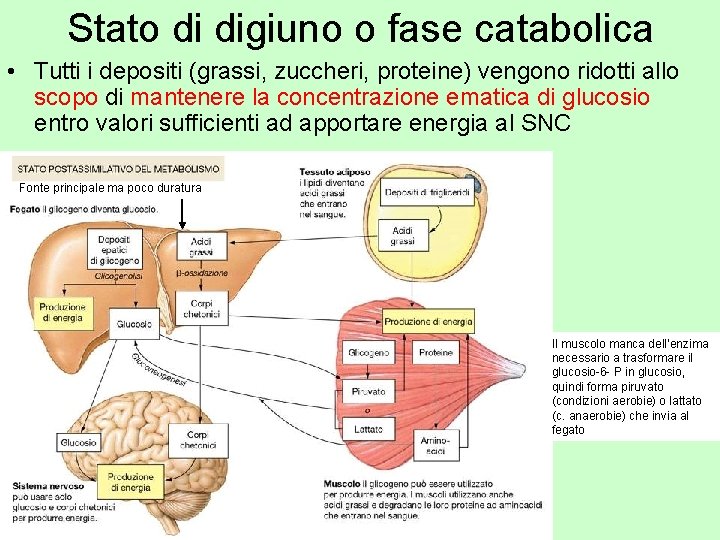 Stato di digiuno o fase catabolica • Tutti i depositi (grassi, zuccheri, proteine) vengono