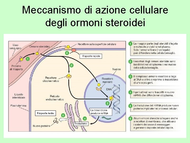 Meccanismo di azione cellulare degli ormoni steroidei Risposte lente 