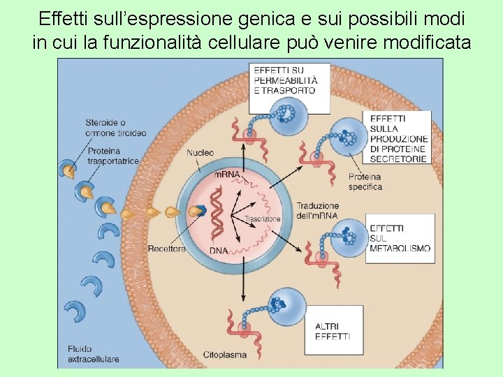 Effetti sull’espressione genica e sui possibili modi in cui la funzionalità cellulare può venire