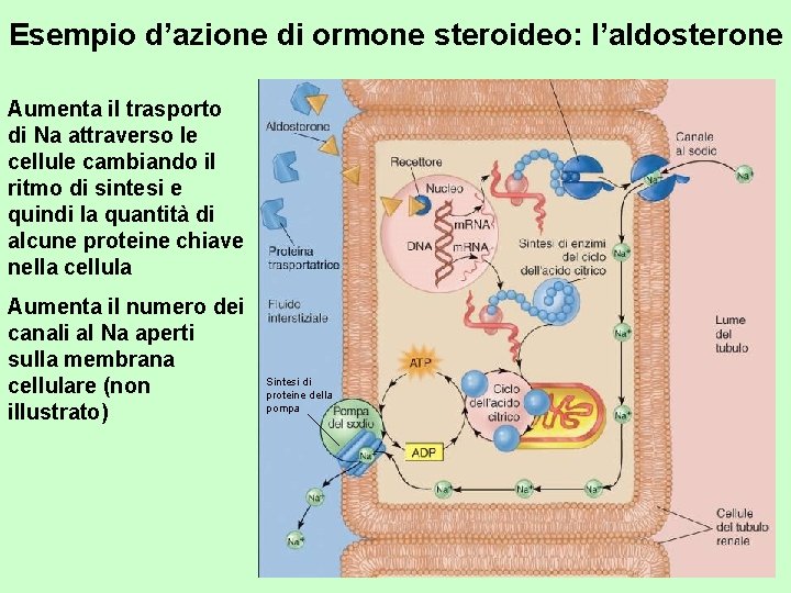 Esempio d’azione di ormone steroideo: l’aldosterone Aumenta il trasporto di Na attraverso le cellule