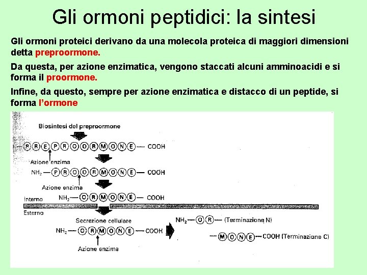 Gli ormoni peptidici: la sintesi Gli ormoni proteici derivano da una molecola proteica di