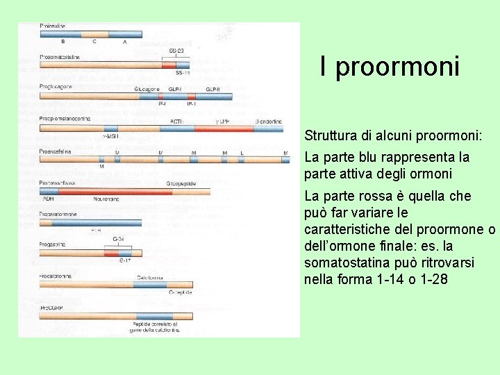 I proormoni Struttura di alcuni proormoni: La parte blu rappresenta la parte attiva degli