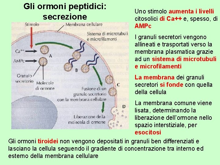 Gli ormoni peptidici: secrezione Uno stimolo aumenta i livelli citosolici di Ca++ e, spesso,