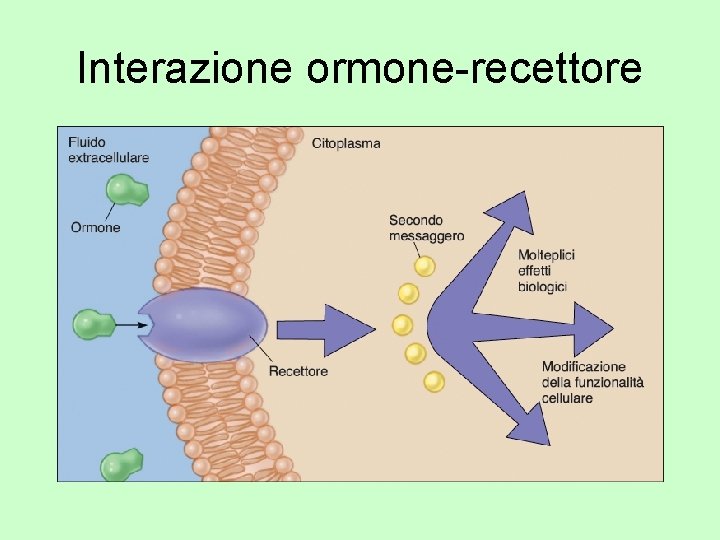 Interazione ormone-recettore 