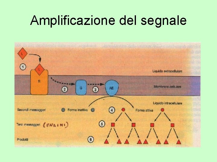 Amplificazione del segnale 