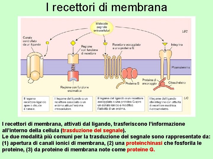 I recettori di membrana, attivati dal ligando, trasferiscono l’informazione all’interno della cellula (trasduzione del