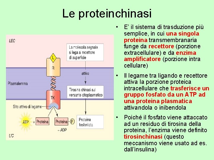 Le proteinchinasi • E’ il sistema di trasduzione più semplice, in cui una singola