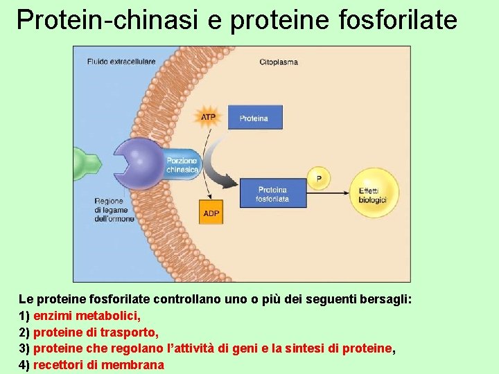 Protein-chinasi e proteine fosforilate Le proteine fosforilate controllano uno o più dei seguenti bersagli: