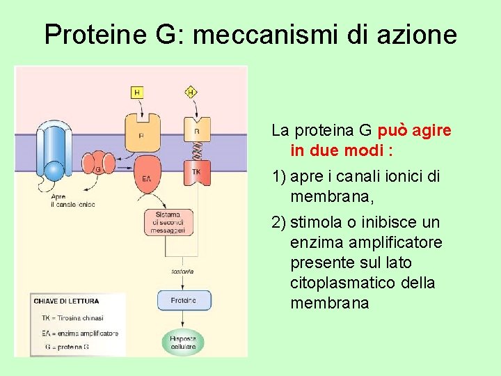 Proteine G: meccanismi di azione La proteina G può agire in due modi :