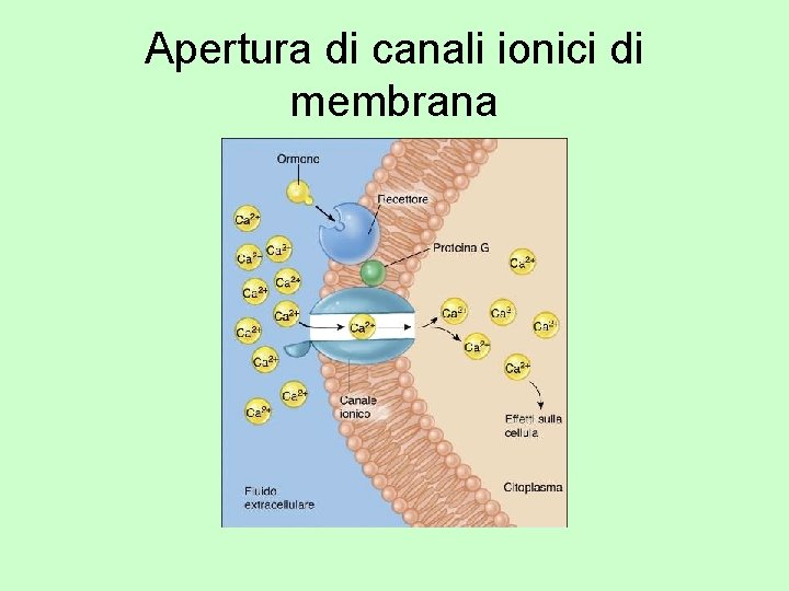 Apertura di canali ionici di membrana 