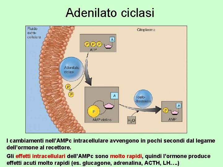 Adenilato ciclasi I cambiamenti nell’AMPc intracellulare avvengono in pochi secondi dal legame dell’ormone al