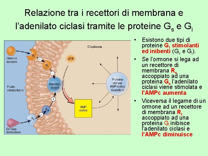 Relazione tra i recettori di membrana e l’adenilato ciclasi tramite le proteine Gs e