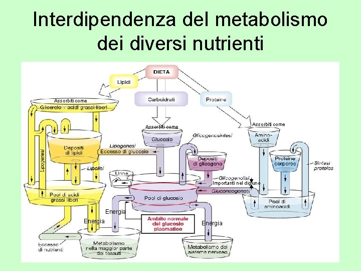 Interdipendenza del metabolismo dei diversi nutrienti Assorbiti come Importanti nel digiuno Energia 