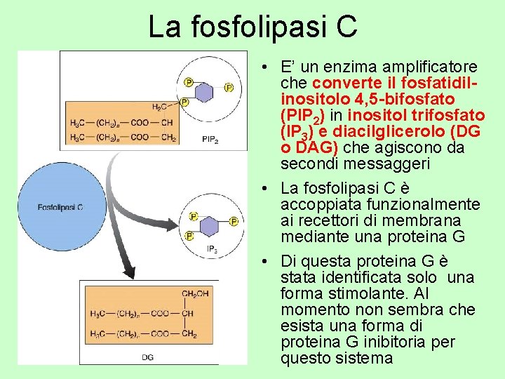 La fosfolipasi C • E’ un enzima amplificatore che converte il fosfatidilinositolo 4, 5