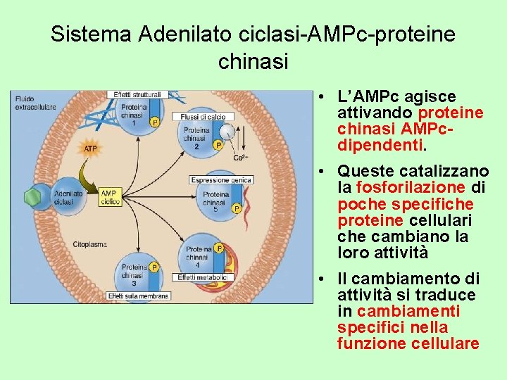 Sistema Adenilato ciclasi-AMPc-proteine chinasi • L’AMPc agisce attivando proteine chinasi AMPcdipendenti. • Queste catalizzano