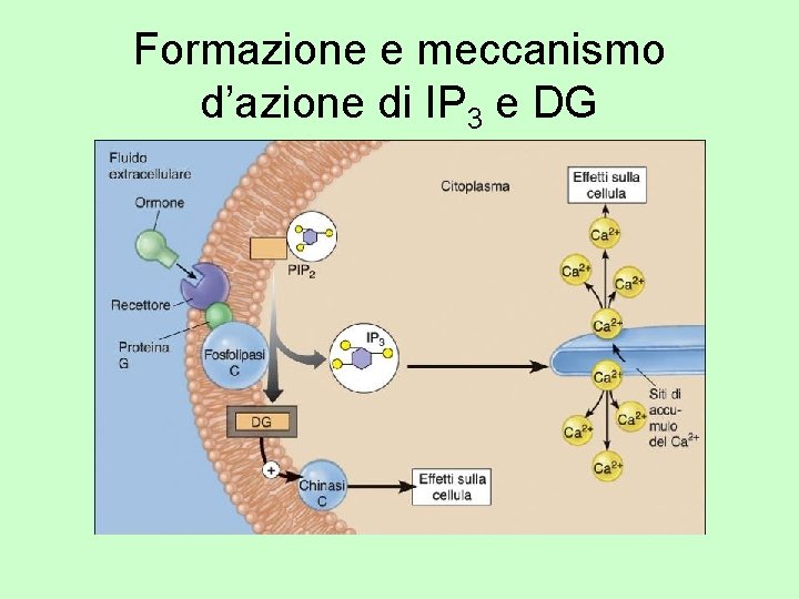 Formazione e meccanismo d’azione di IP 3 e DG 