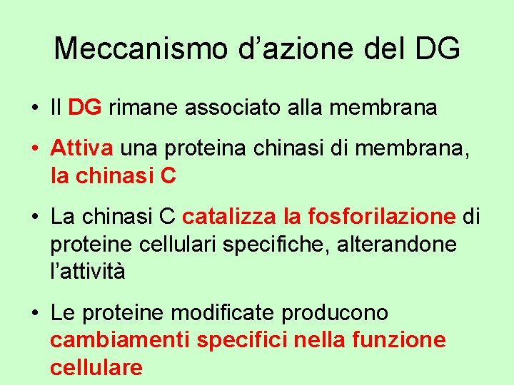 Meccanismo d’azione del DG • Il DG rimane associato alla membrana • Attiva una