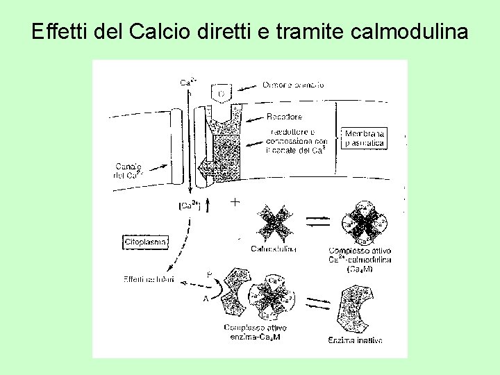 Effetti del Calcio diretti e tramite calmodulina 