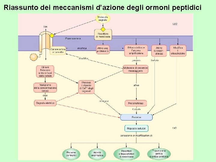 Riassunto dei meccanismi d’azione degli ormoni peptidici 