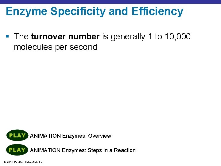 Enzyme Specificity and Efficiency § The turnover number is generally 1 to 10, 000
