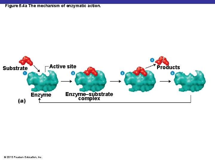 Figure 5. 4 a The mechanism of enzymatic action. Active site Substrate Enzyme ©