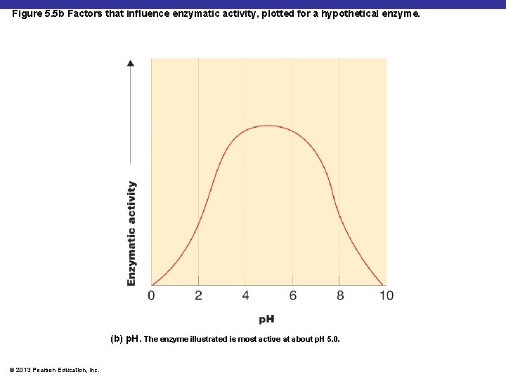 Figure 5. 5 b Factors that influence enzymatic activity, plotted for a hypothetical enzyme.