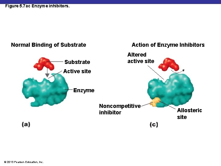 Figure 5. 7 ac Enzyme inhibitors. Normal Binding of Substrate Action of Enzyme Inhibitors