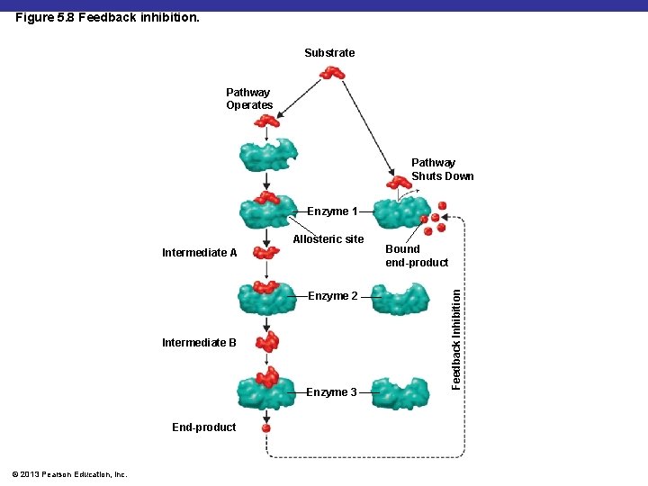Figure 5. 8 Feedback inhibition. Substrate Pathway Operates Pathway Shuts Down Enzyme 1 Intermediate