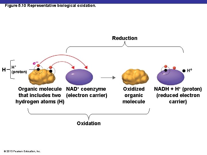 Figure 5. 10 Representative biological oxidation. Reduction H H+ (proton) Organic molecule NAD+ coenzyme