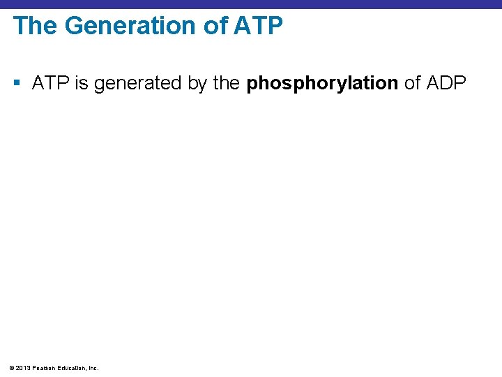 The Generation of ATP § ATP is generated by the phosphorylation of ADP ©