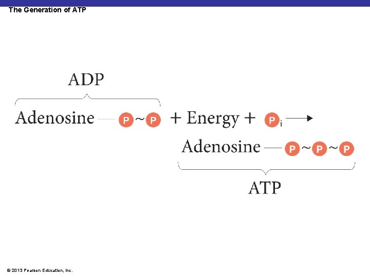 The Generation of ATP © 2013 Pearson Education, Inc. 