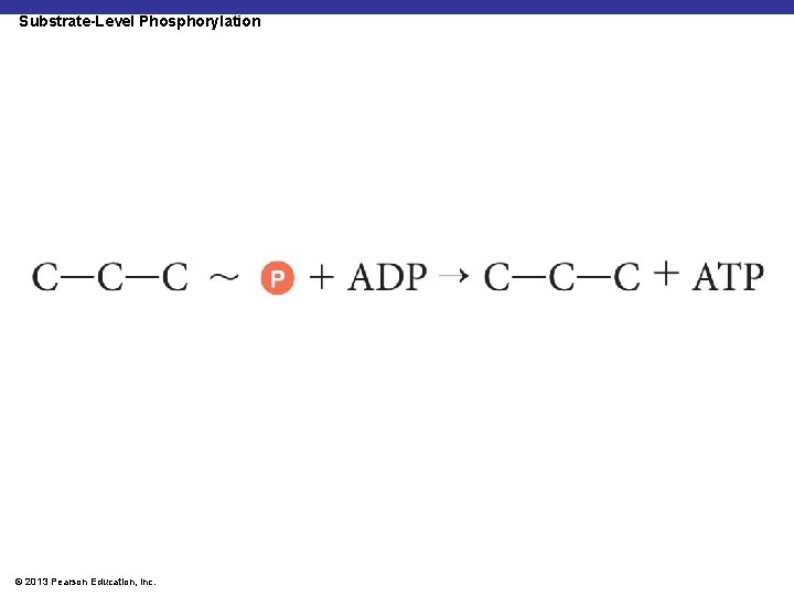 Substrate-Level Phosphorylation © 2013 Pearson Education, Inc. 