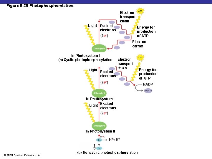 Figure 5. 25 Photophosphorylation. Electron transport chain Light Excited electrons Energy for production of