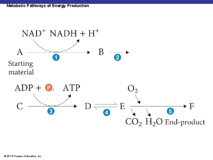 Metabolic Pathways of Energy Production © 2013 Pearson Education, Inc. 