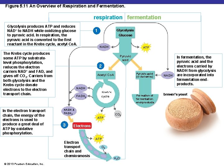 Figure 5. 11 An Overview of Respiration and Fermentation. respiration fermentation Glycolysis produces ATP