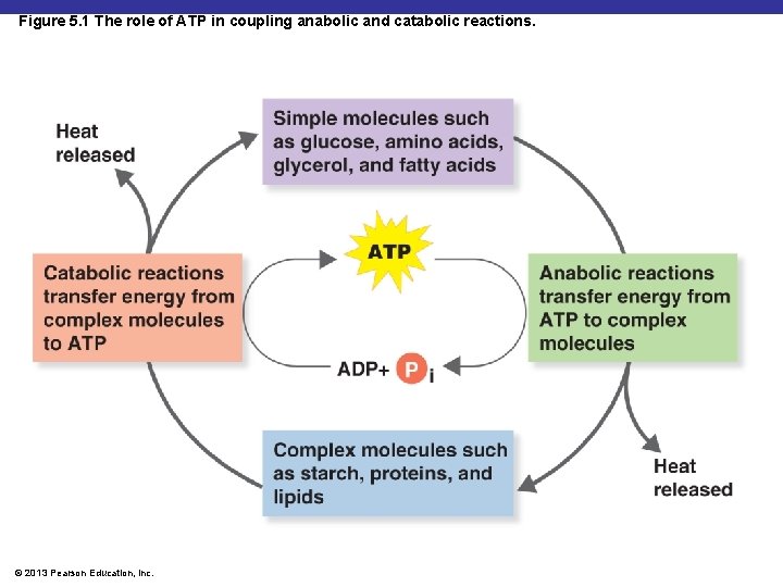 Figure 5. 1 The role of ATP in coupling anabolic and catabolic reactions. ©