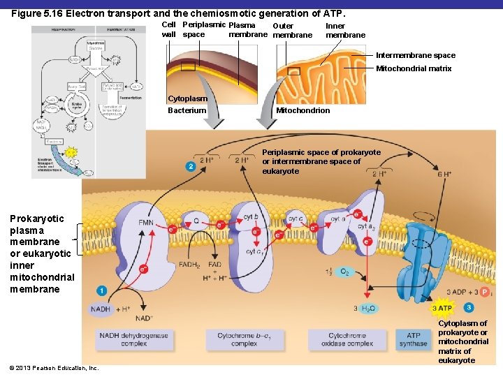 Figure 5. 16 Electron transport and the chemiosmotic generation of ATP. Cell Periplasmic Plasma