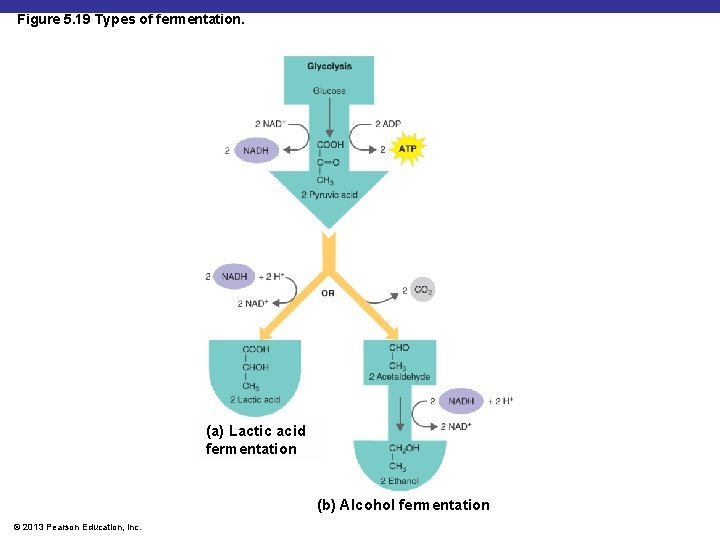 Figure 5. 19 Types of fermentation. (a) Lactic acid fermentation (b) Alcohol fermentation ©