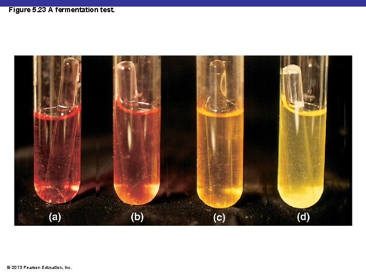 Figure 5. 23 A fermentation test. © 2013 Pearson Education, Inc. 