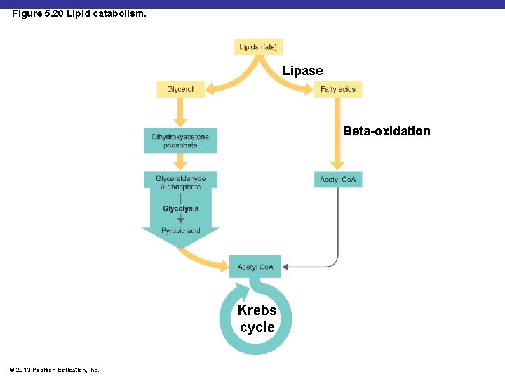 Figure 5. 20 Lipid catabolism. Lipase Beta-oxidation Krebs cycle © 2013 Pearson Education, Inc.