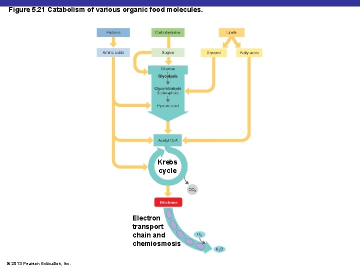 Figure 5. 21 Catabolism of various organic food molecules. Krebs cycle Electron transport chain