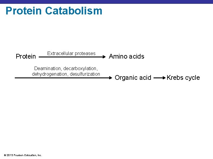 Protein Catabolism Protein Extracellular proteases Deamination, decarboxylation, dehydrogenation, desulfurization © 2013 Pearson Education, Inc.