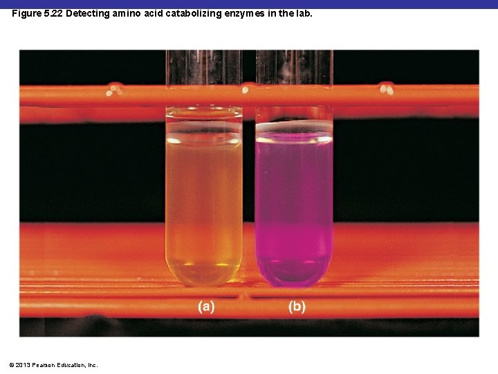 Figure 5. 22 Detecting amino acid catabolizing enzymes in the lab. © 2013 Pearson