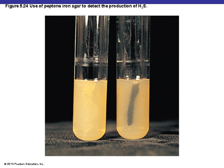 Figure 5. 24 Use of peptone iron agar to detect the production of H