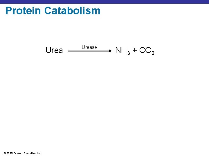 Protein Catabolism Urea © 2013 Pearson Education, Inc. Urease NH 3 + CO 2