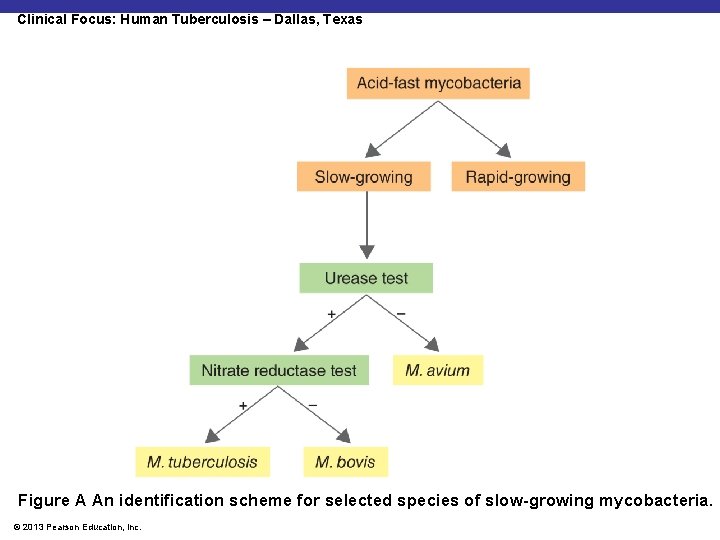 Clinical Focus: Human Tuberculosis – Dallas, Texas Figure A An identification scheme for selected